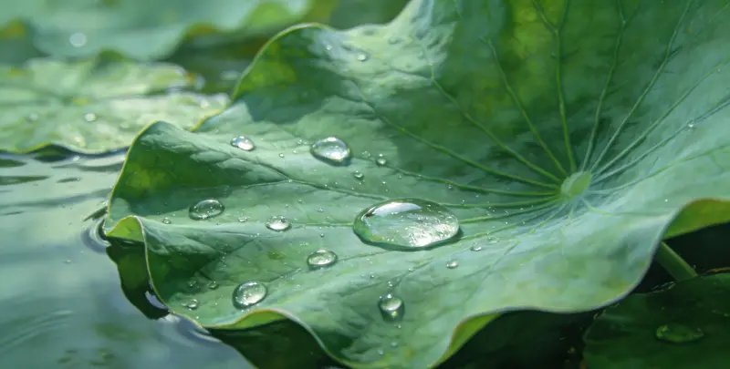 乳腺/卵巢癌120基因ctDNA突变检测（血液）图4